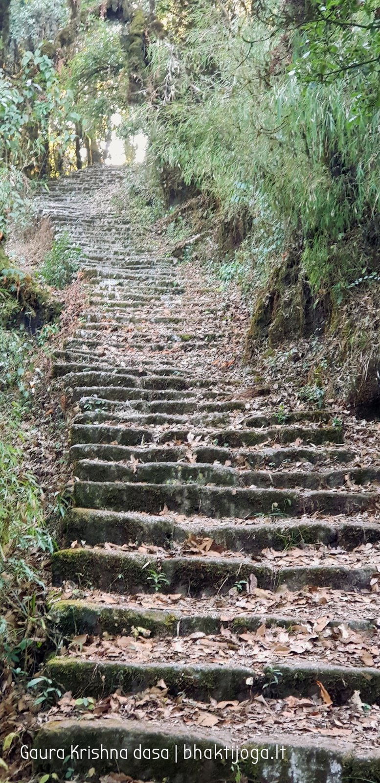  Trees. Shivapuri mountain. Kathmandu. 2019.01.15